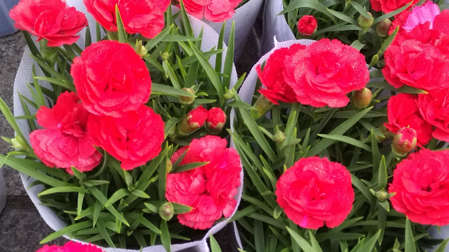 花妃鲜花店